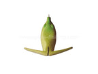 Basirisky