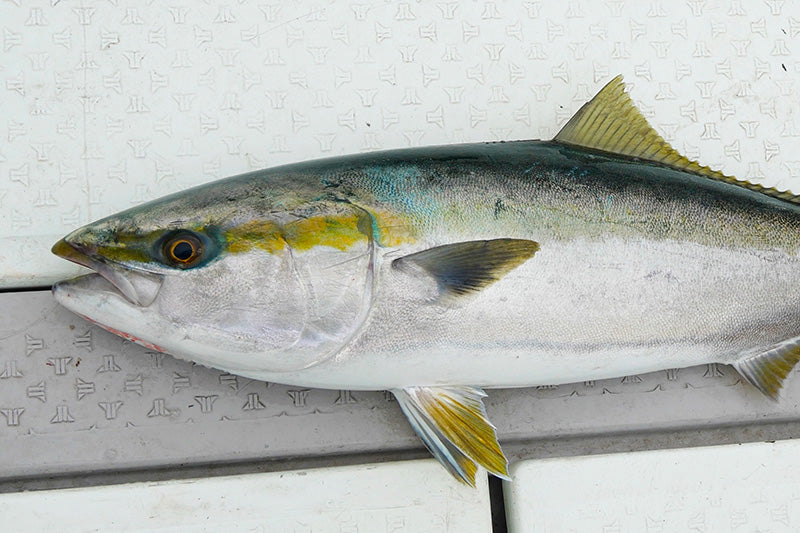 Big Backer Falltrick