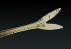 Bull Point Shad