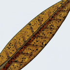 C-4 Leech 3.1”
