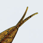 C-4 Leech 3.1”