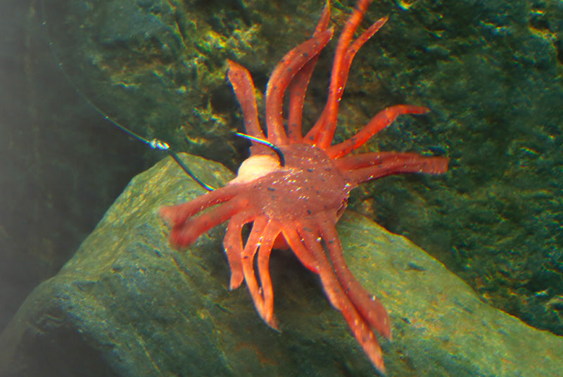 Drift Crab 45
