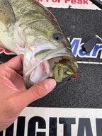 Fall Craw Neo 3.5"
