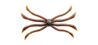 Fish Magnet Octopus | #01 Maruhata Greenpumpkin