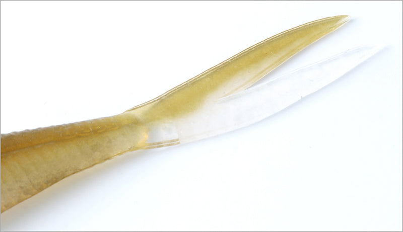Frilled Shad