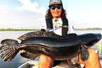 Huge Buzzbait Type Ii