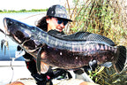 Huge Buzzbait Type Ii