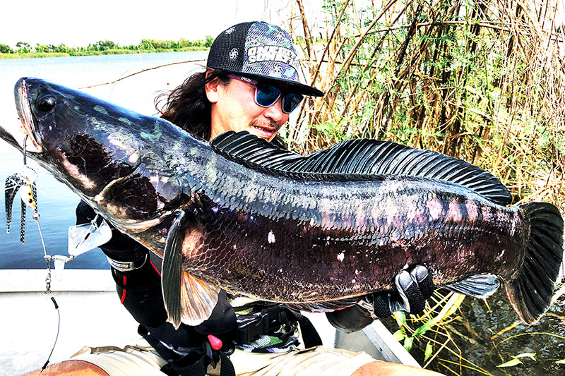 Huge Buzzbait Type Ii