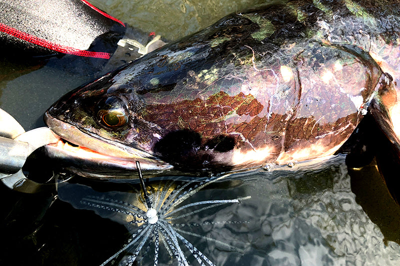 Huge Buzzbait Type Ii