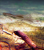 Jimmy Shrimp