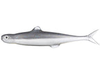 Last Ace | 75 #102 Natural Shad