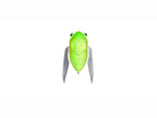 Nano Siglett | Glx Glass Bug Ii