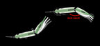 New Slide Swimmer 115