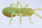 Orikanemushi Ii