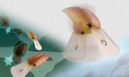 Panicra