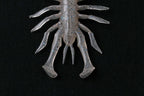 Rv-bug 3.0"