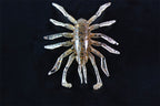 Rv-bug 3.0"