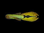 Sasuteki Craw | 5” Greenpum Chart Marble
