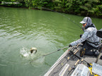 Serpenti