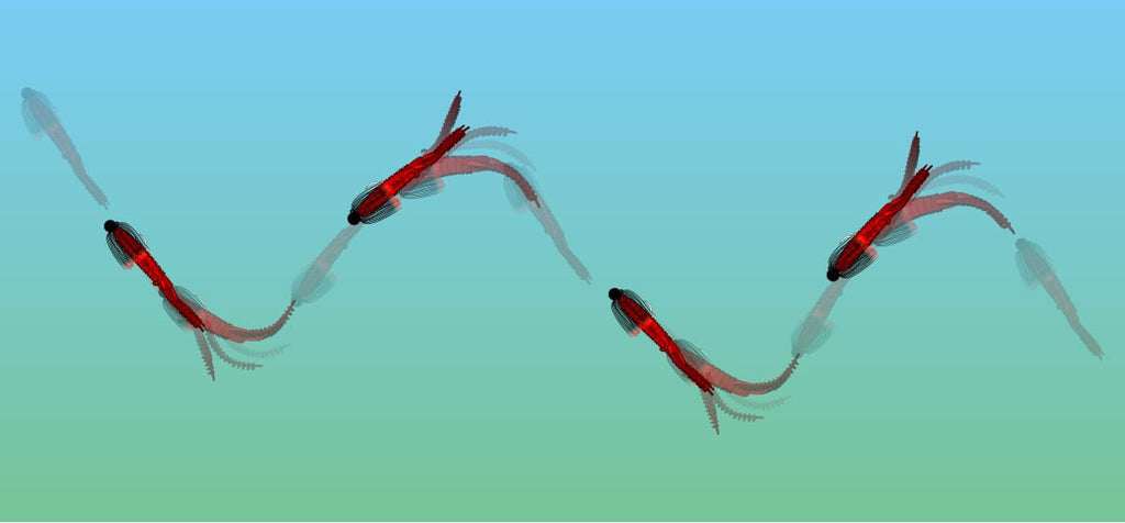 Spiny Craw