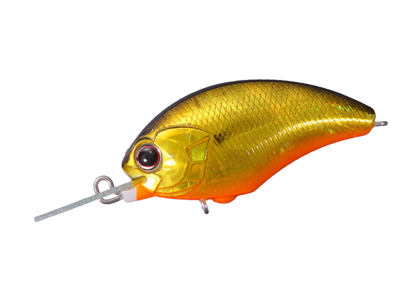 Tiny Blitz Mr (japan Color)  | H04 Black Gold Orange Belly