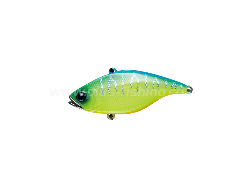 Tn65 | Blue Back Tiger