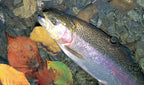 Trout Net