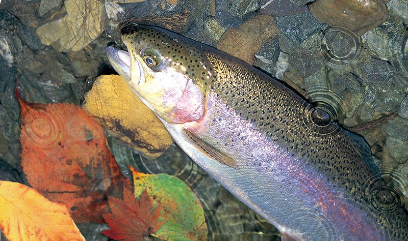 Trout Net