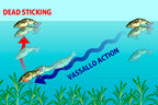 Vassallo Swimmer