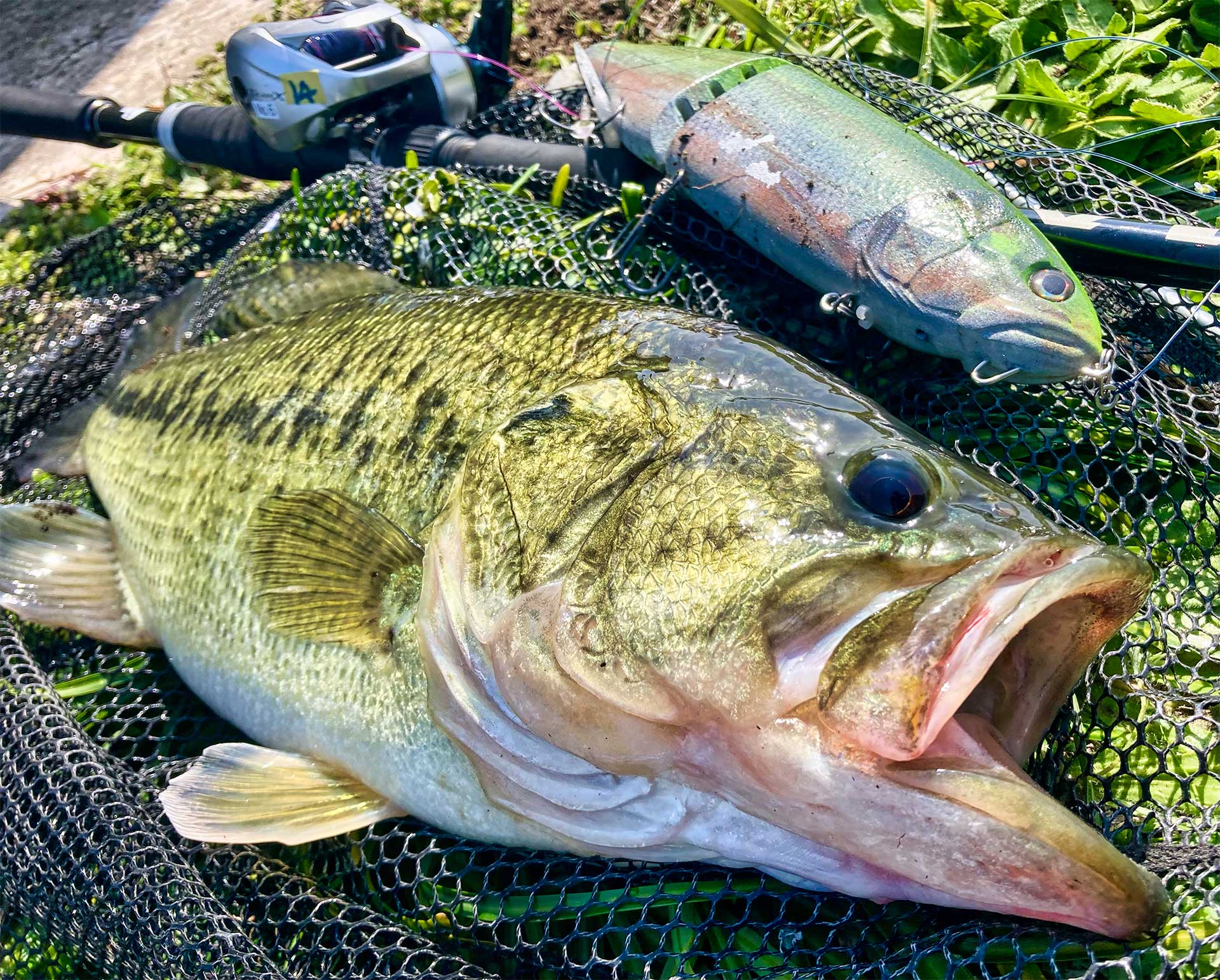 GLANZ 2025 web sp fish