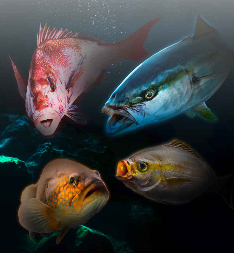 JACKALL BAMBLUZ ROD BBXS-S66-SLJ+PS - 【Bass Trout Salt lure fishing web  order shop】BackLash｜Japanese fishing tackle｜