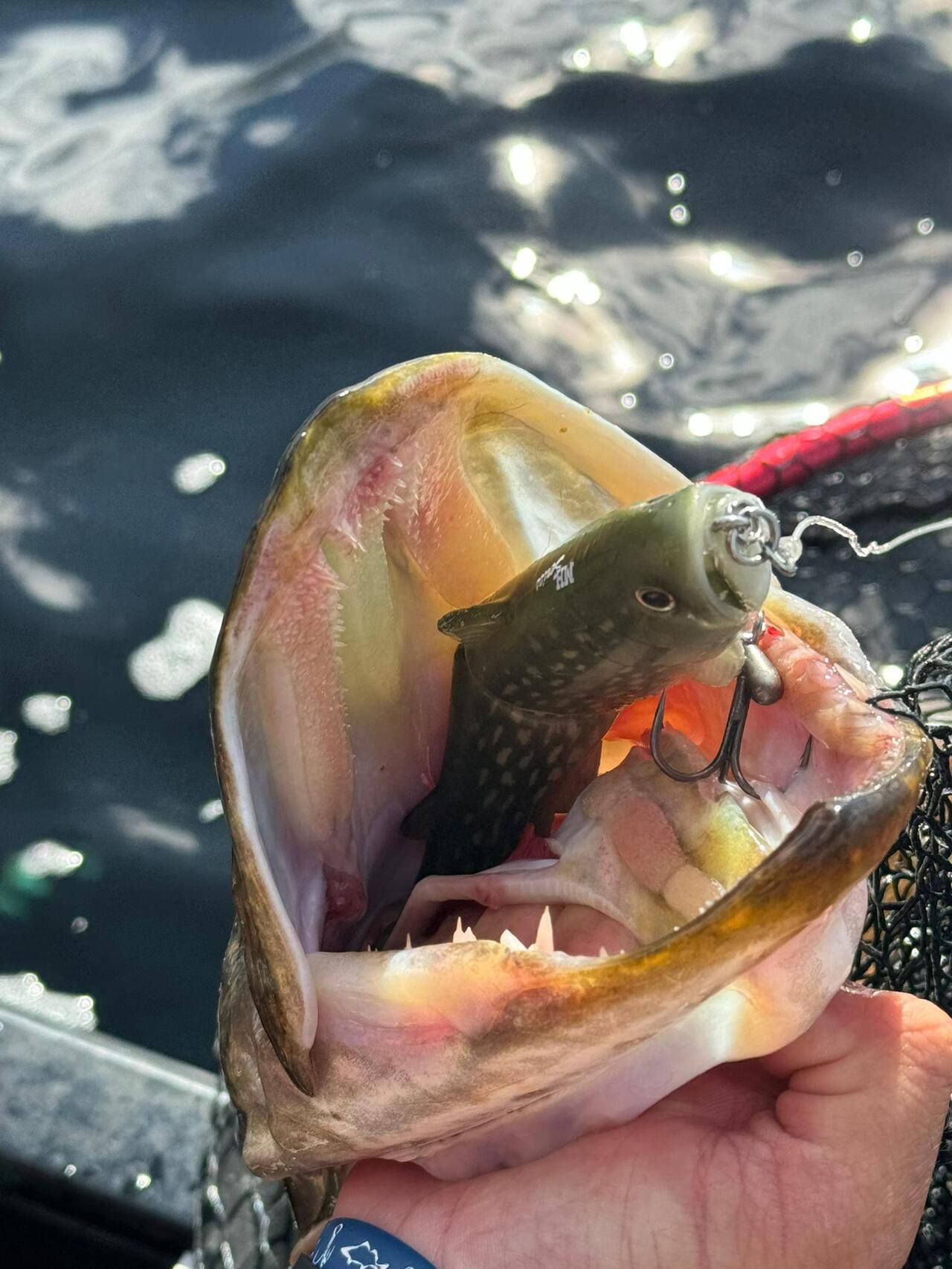 “gentle” attack on  Deps Slide Swimmer Shudder Tail 175 MH col. “pike”